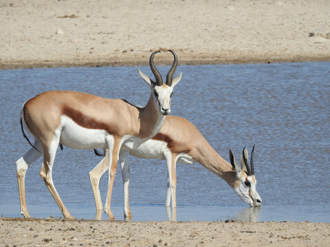 Gazelles drinking water from lake - Powered by Adobe