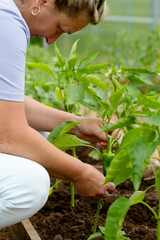 Farmer woman inspects the leaves of peppers in the greenhouse. Checking tomato seedlings in the greenhouse. Disease of horticultural crops