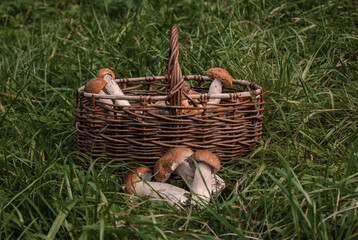 A wicker basket with eatable mushrooms boletus and chanterelles collected in the forest on the background of green grass. Concept of harvest autumn.
