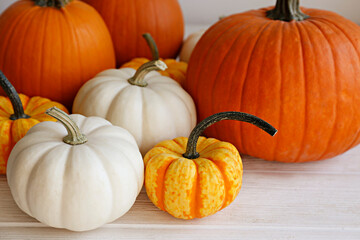 Bunch of classic orange, hooligan and baby boo pumpkins on bright background as a symbol of autumnal holidays with a lot of copy space for text. Close up.