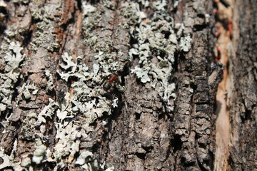 bark of a tree