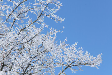 Branches of a tree covered with snow