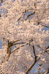 Branches of a tree covered with snow