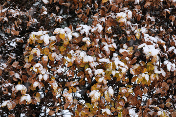 A close-up of bushes covered with snow in winter