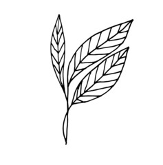 Vector Linear drawing of a branch with leaves. Outline hand-drawn black and white sketch of the plant.