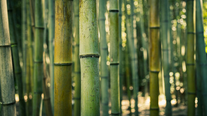 【京都府 嵐山】竹林の中の竹