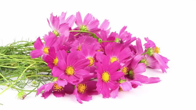Bouquet of flowers Kosmeya. Flower Cosmeya or flower cosmos. Is a genus of annual and perennial herbaceous plants of the Asteraceae family. 4K UHD video footage 3840X2160