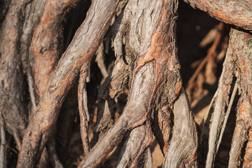 Huge tree roots. Background of different wood textures. Close-up of big roots