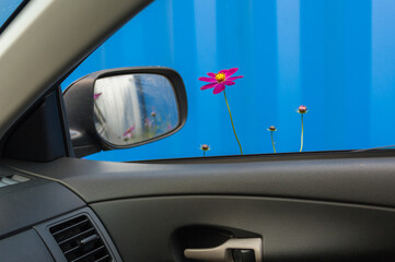 A beautiful flower looks into the car window