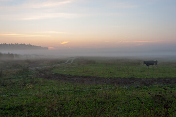 Autumn foggy landscape with a bull