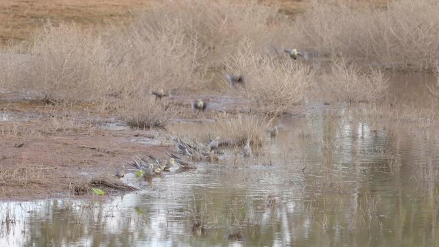 a flock of cockatiel parrots coming in to drink at redbank waterhole near alice springs in the northern territory, australia