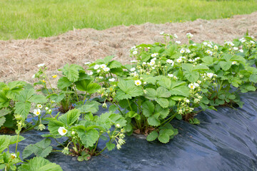 Blooming strawberries on a black film. Strawberry seedlings