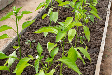 Pepper seedlings in the greenhouse. Young seedlings of pepper in a greenhouse