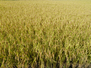 日本のお米 - 収穫を迎えた黄金色の稲