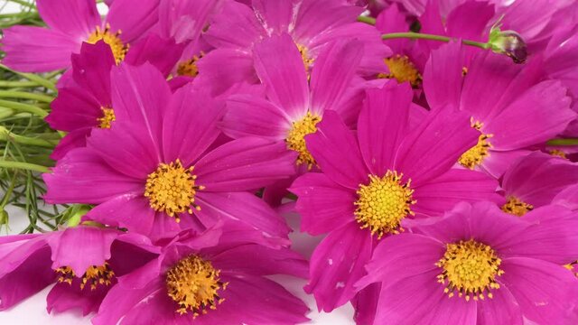 Bouquet of flowers Kosmeya. Flower Cosmeya or flower cosmos. Is a genus of annual and perennial herbaceous plants of the Asteraceae family. 4K UHD video footage 3840X2160