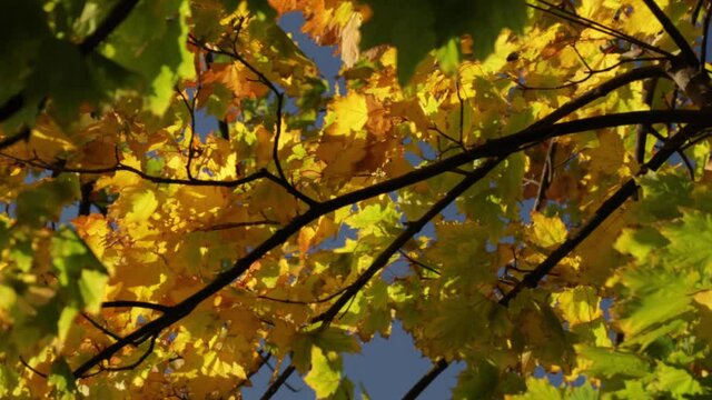 Golden and orange maple foliage in the wind. Autumn leaves branch and blue sky