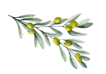 Watercolor Branch with Olive Fruits and green Leaves. Hand painted illustration on white isolated background for oil label or invitation cards