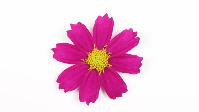 Flower Kosmeya on white. Flower Cosmeya or flower cosmos. Is a genus of annual and perennial herbaceous plants of the Asteraceae family. 4K UHD video footage 3840X2160