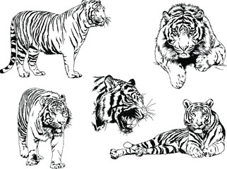 vector drawings sketches different predator , tigers lions cheetahs and leopards are drawn in ink by hand , objects with no background