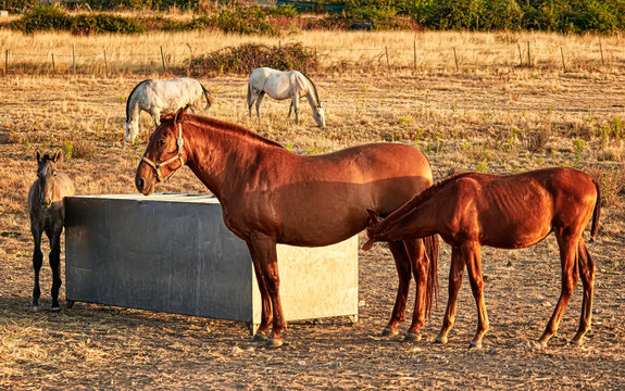 Peque&ntilde;o potro marr&oacute;n, mamando de su madre, yegua  marron con pelaje negro en los campos amarillos de Segovia en Castilla y Leon, Espa&ntilde;a