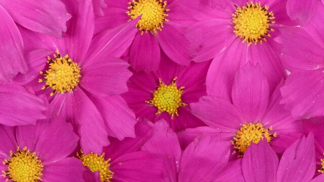 Bouquet of flowers Kosmeya. Flower Cosmeya or flower cosmos. Is a genus of annual and perennial herbaceous plants of the Asteraceae family. 4K UHD video footage 3840X2160