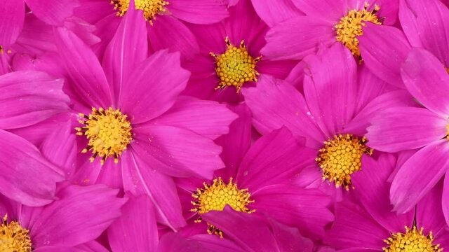 Bouquet of flowers Kosmeya. Flower Cosmeya or flower cosmos. Is a genus of annual and perennial herbaceous plants of the Asteraceae family. 4K UHD video footage 3840X2160