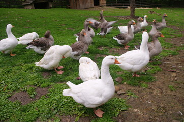 Domestic geese on the farm. Flock of fattening geese, on the rural farm for the production of meat and goose feathers. Flock of white domestic geese on the pasture. White and brown goose on farm.