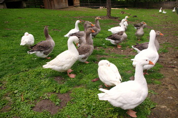 Domestic geese on the farm. Flock of fattening geese, on the rural farm for the production of meat and goose feathers. Flock of white domestic geese on the pasture. White and brown goose on farm.