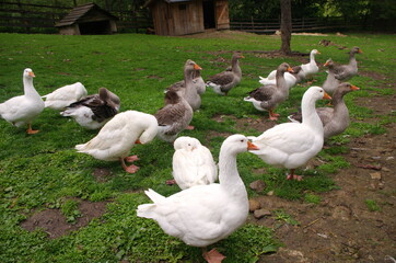 Domestic geese on the farm. Flock of fattening geese, on the rural farm for the production of meat and goose feathers. Flock of white domestic geese on the pasture. White and brown goose on farm.