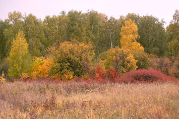 Beautiful autumn landscape with. Colorful foliage in the forest