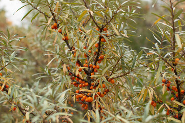 Naklejka na ściany i meble Sea buckthorn, shallow depth of field blurred. The use of juices, compotes, wines, sea buckthorn oil. This oil is used in medicine and cosmetology, it is part of lotions, ointments, medicines
