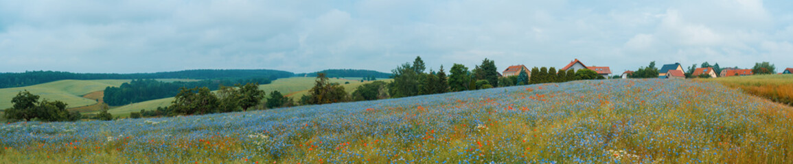 Fototapeta premium Panorama of a field with different flowers in the middle of summer