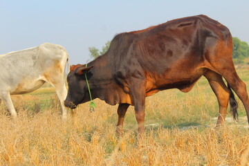 cow grazing in the field