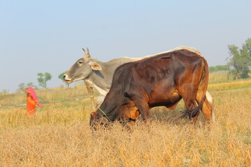 two cow grazing in the field
