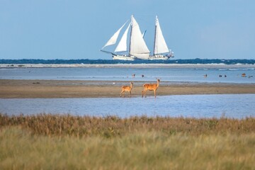 sailboat on the sea