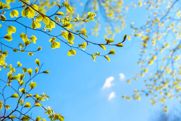 Detail of fresh beech tree leaves in early spring. Green leaves blue sky background. Branches with spring leaves European beech (Fagus sylvatica), selective focus