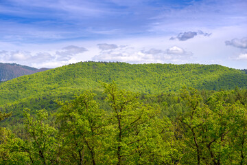 Fototapeta na wymiar Beautiful green beech forest in spring, on hills and mountains. Green tree forest background bird eye view. Beech forest panorama. Nature green forest background with clouds over blue sky