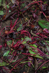 beet