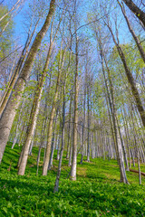Fototapeta na wymiar Beech forest in spring, many beech trees with wild garlic (Allium ursinum) on the forest floor. Scenic forest of fresh green deciduous beech trees