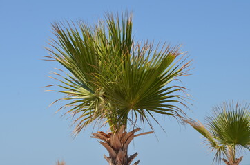 Young palm trees on the coast