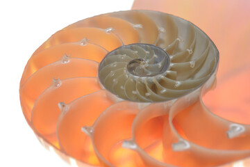 Nautilus pompilius, living fossil mollusca. Chambered Nautilus shell cutaway isolated on white. Shell pearl nautilus Fibonacci section spiral pearl symmetry half cross golden ratio mother of pearl - obrazy, fototapety, plakaty