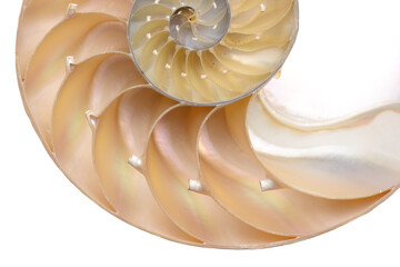 Nautilus pompilius, living fossil mollusca. Chambered Nautilus shell cutaway isolated on white. Shell pearl nautilus Fibonacci section spiral pearl symmetry half cross golden ratio mother of pearl