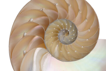 Nautilus pompilius, living fossil mollusca. Chambered Nautilus shell cutaway isolated on white....
