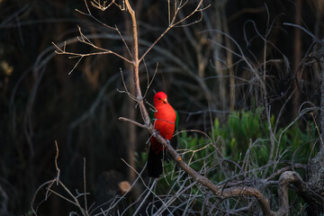 Australian King Parrot Perched in tree