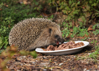 Hedgehog feeding in garden