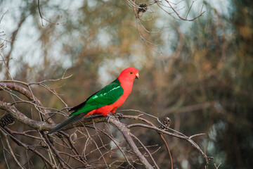 Australian King Parrot Perched in tree
