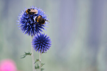 Blue globe thistle with flowers close up,  pollinating bumblebees on top, blooming in the summer...