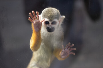 Monkey in the zoo behind the glass