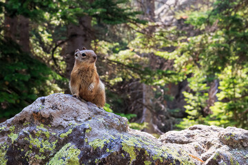 Pika, a rabbit like rodent, spotted in Rocky Mountains, Colorado, USA