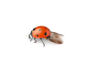 One beautiful red ladybug isolated on white